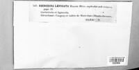 Rinodina laevigata image